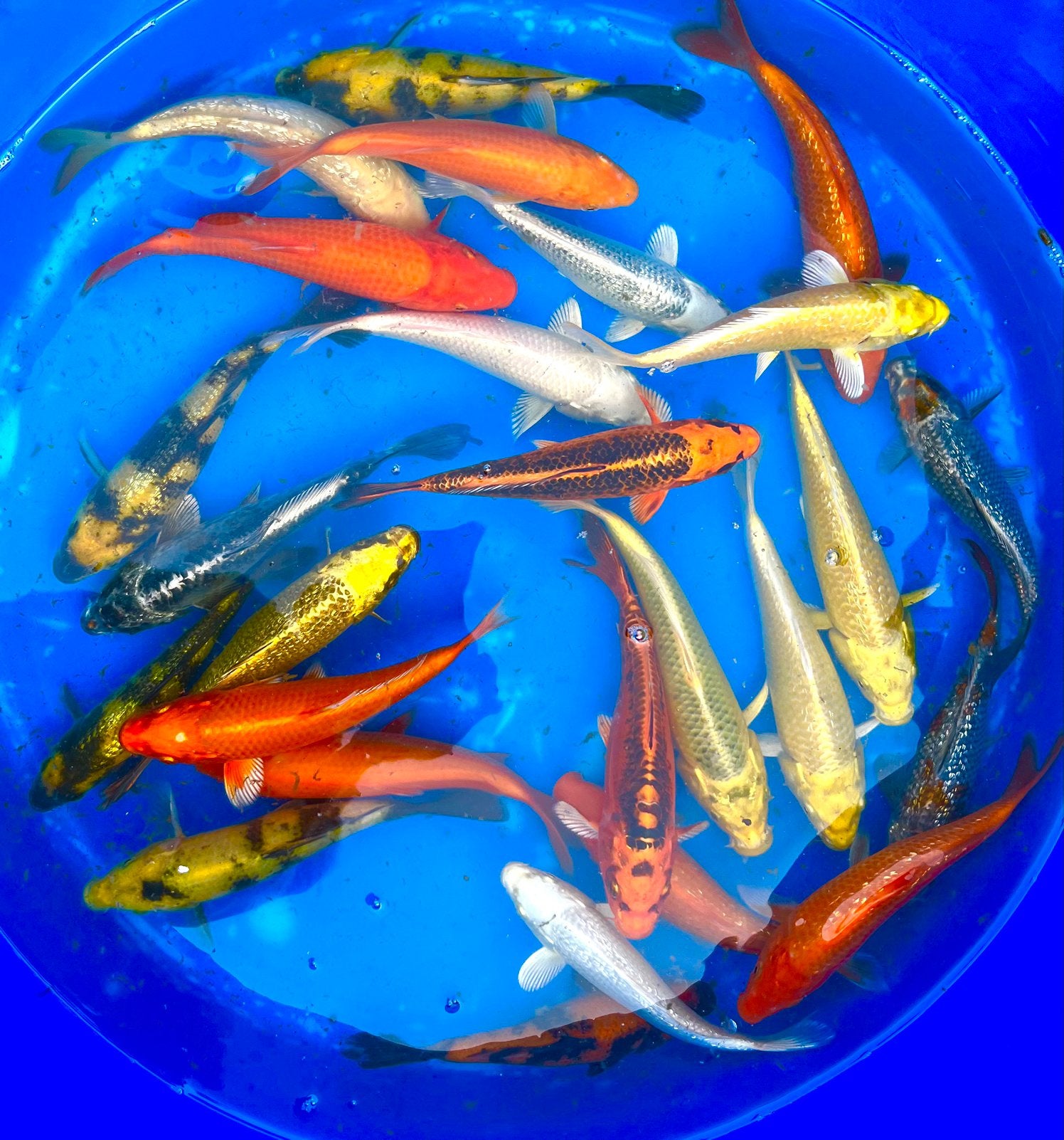 HQ Tosai Japanse koi: Maruhiro Specials 19-22cm, Karper of Koi