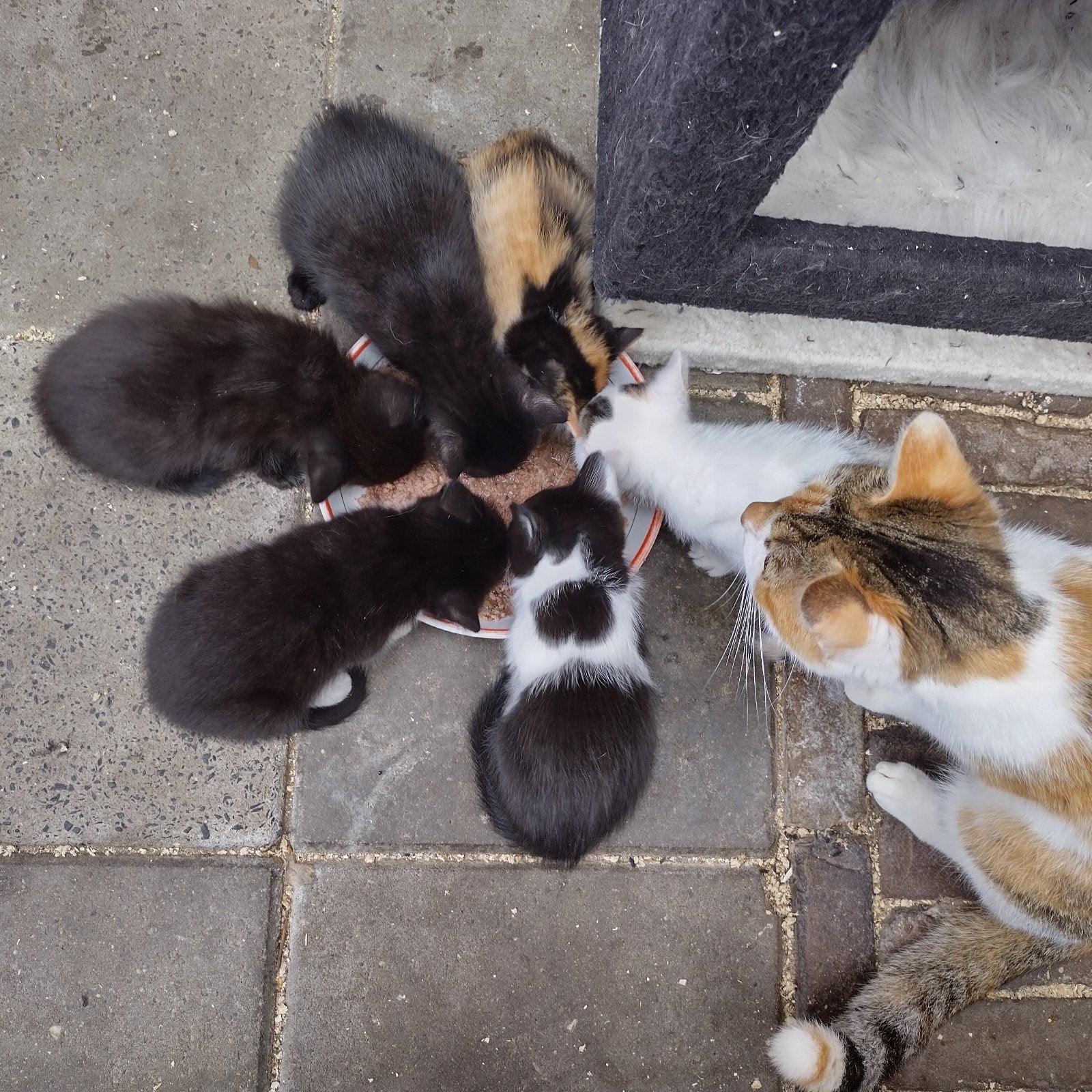 Lieve kittens, Meerdere dieren