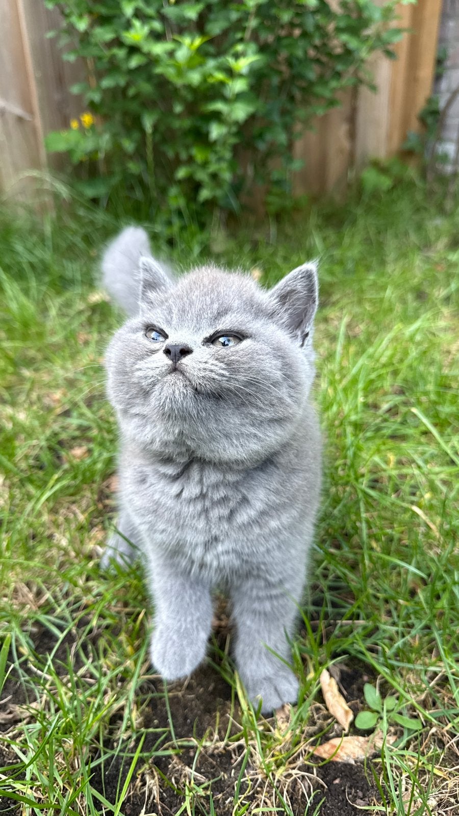 British Korthaar  Kittens, Poes, Ingeënt, 0 tot 2 jaar
