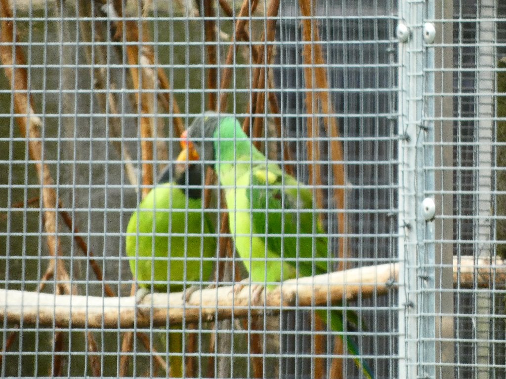 Mooie jonge grijskop parkieten, Meerdere dieren, Parkiet, Geringd