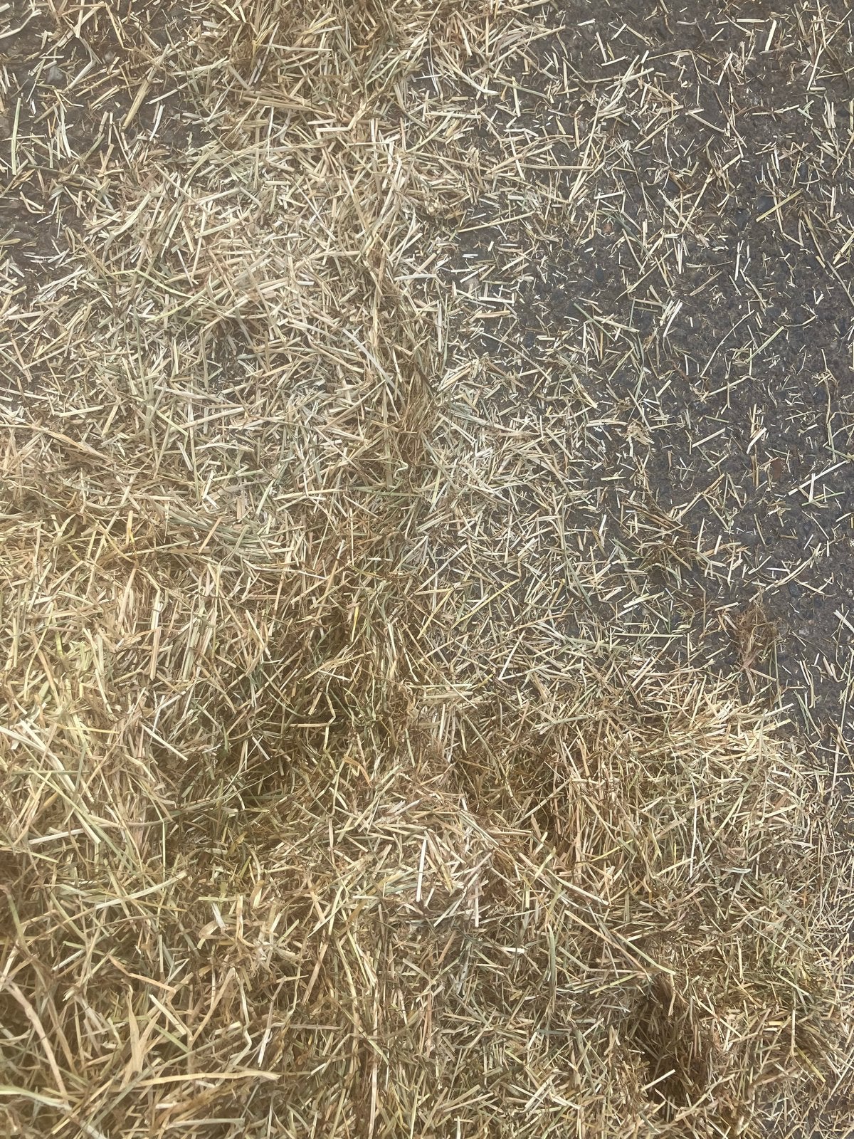 Mooi graszaadhooi, Italiaans raaigras, grote pakken, Ophalen of Verzenden