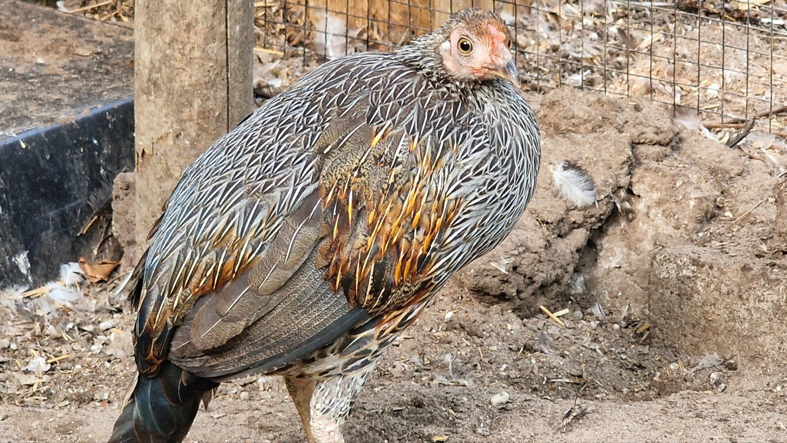 Sonnerathoen haan 2025 ruilen, Dieren en Toebehoren, Mannelijk, Kip