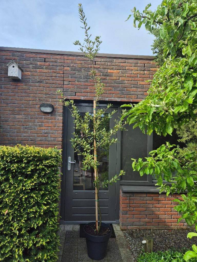 Steeneik (quercus ilex), Bloeit niet, 100 tot 250 cm, Volle zon, In pot