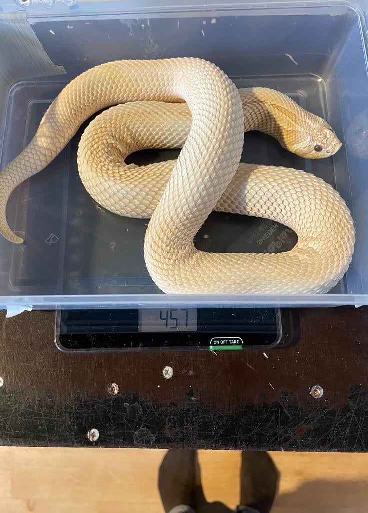 0.1 ALBINO ARCTIC SUPERCONDA van 2022 Heterodon nasicus Hognose Snake - female for sale from Barry