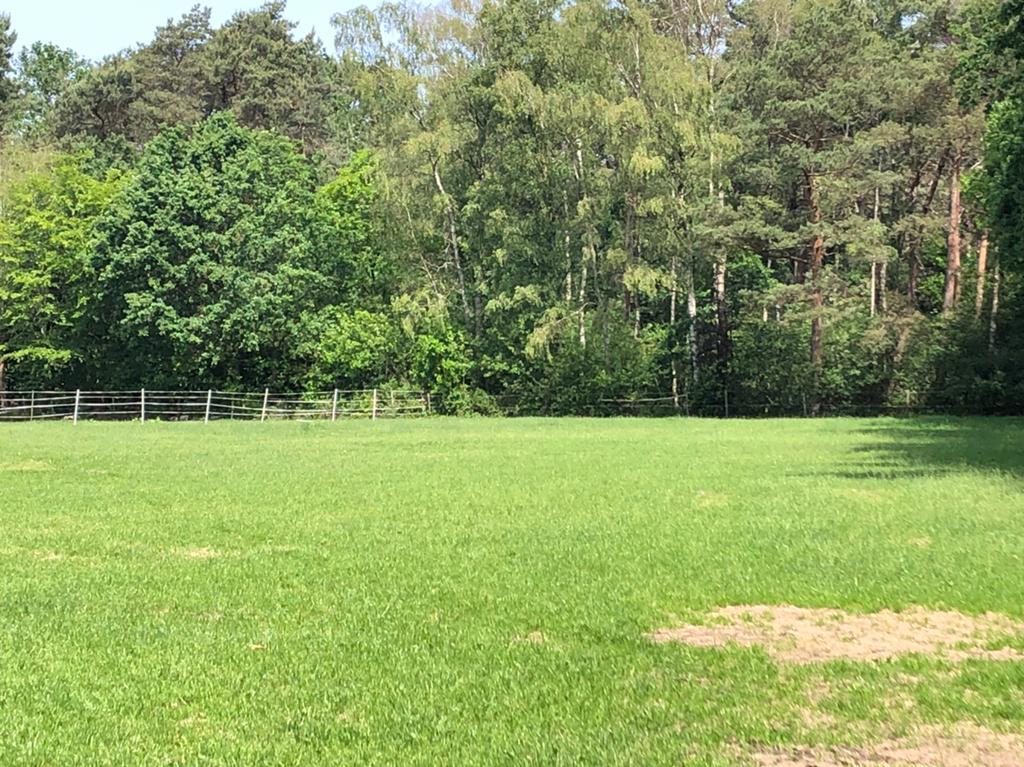 Plaats voor ruin/merrie op rustige wei, Dieren en Toebehoren, Stalling en Weidegang, Weidegang, 1 paard of pony