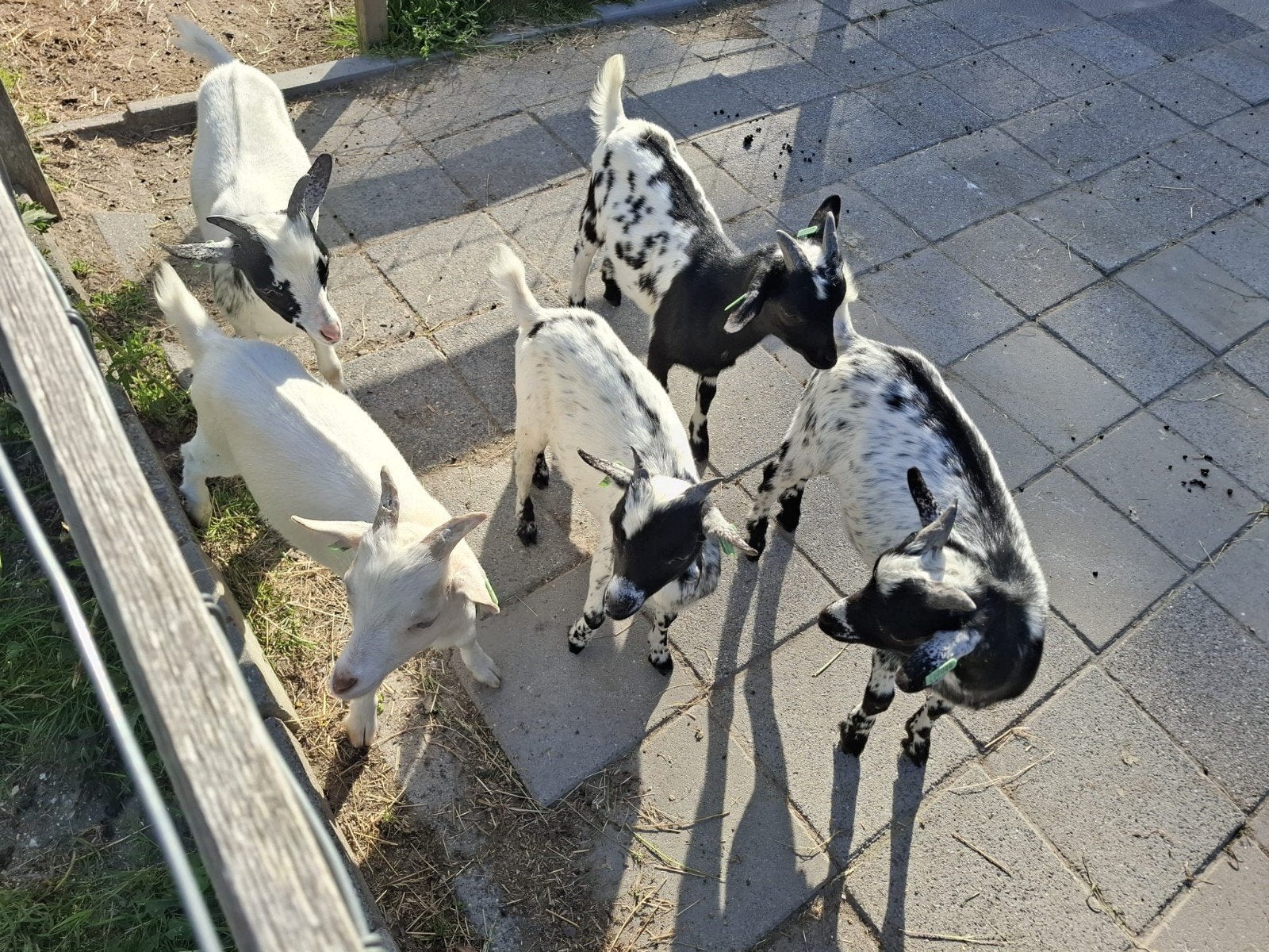 Dwerbokjes van febr 2026, Dieren en Toebehoren, Mannelijk, Geit