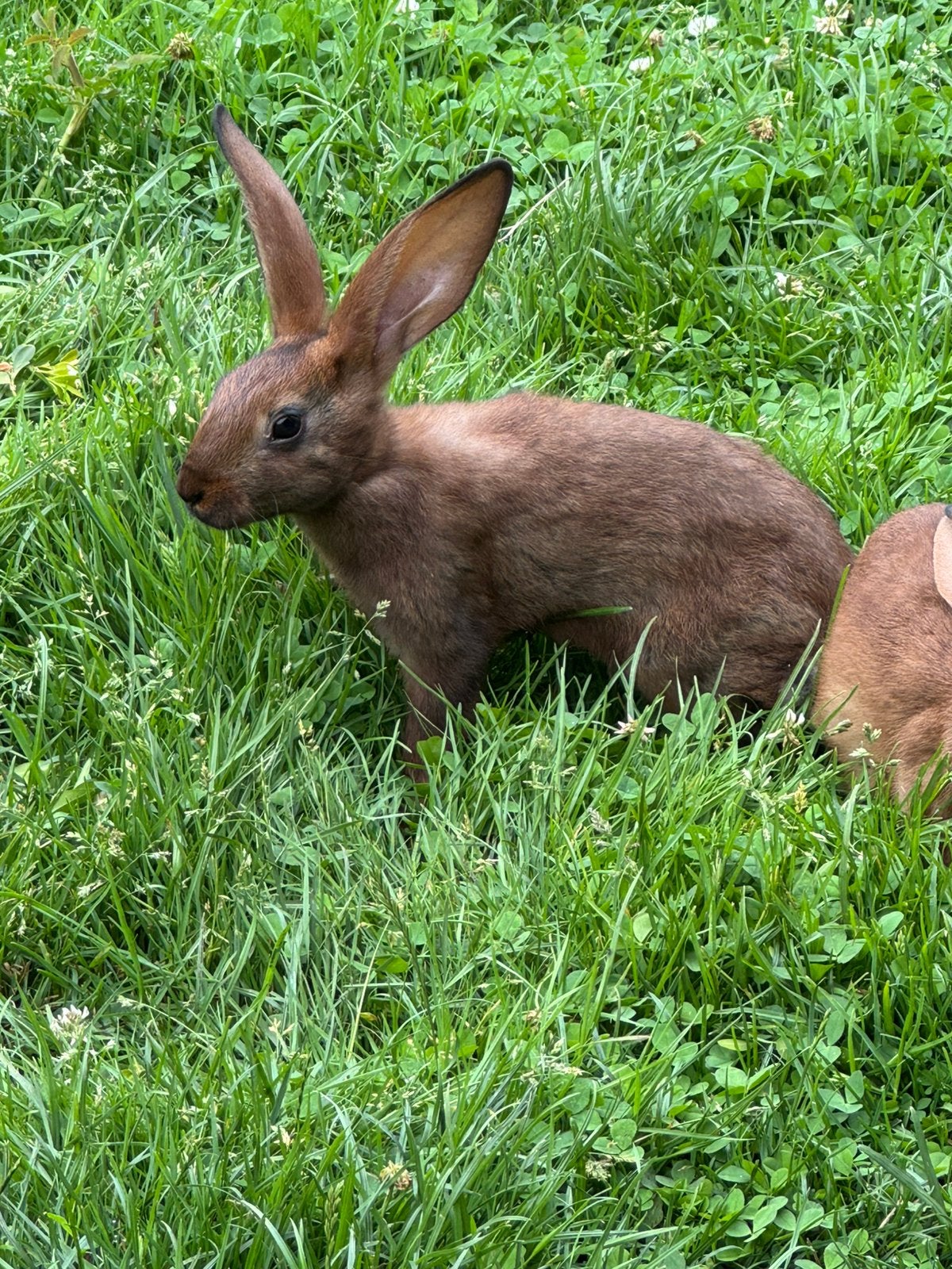 Jonge haaskonijnen, Meerdere dieren, Groot