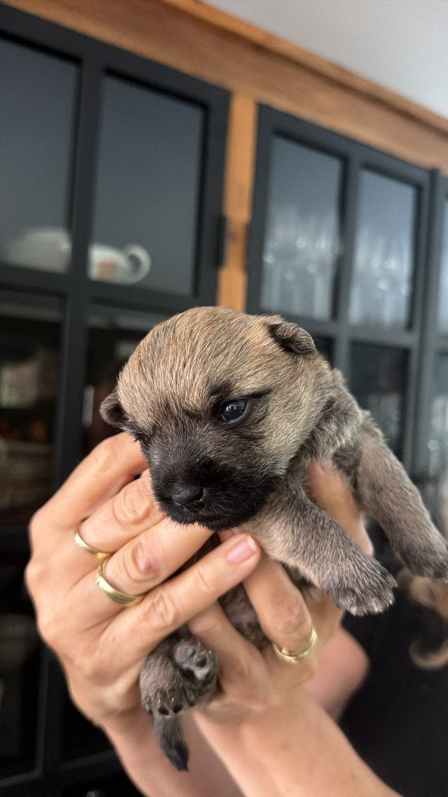 cairn terriër pups, Dieren en Toebehoren, 8 tot 15 weken, Teef, Meerdere, Klein