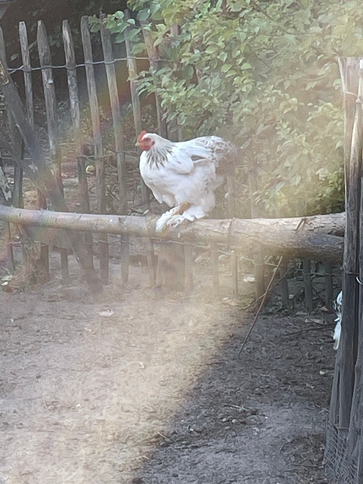 Chocin kriel haantjes, Dieren en Toebehoren, Pluimvee, Mannelijk, Kip