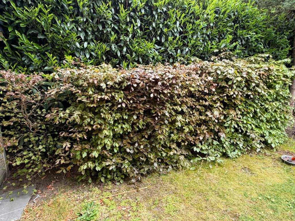 Beukenhaag - 11 beuken, 5m breed, 70-90cm diep, Vaste plant, Bloeit niet, Halfschaduw, Ophalen