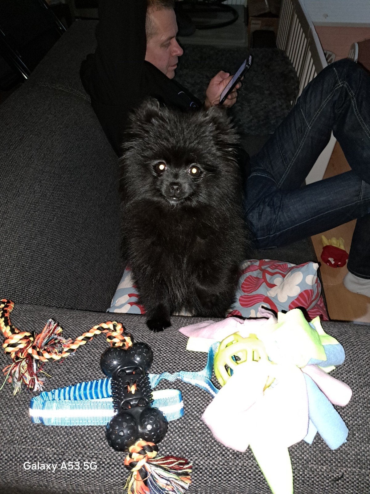pomeriaan pup, Dieren en Toebehoren, België, Particulier, Keeshond, 15 weken tot 1 jaar