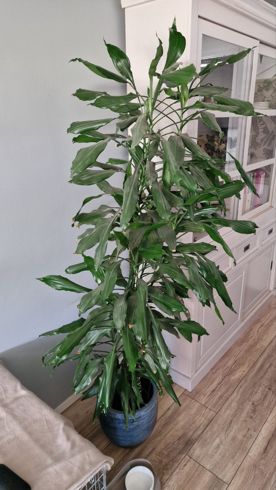 Hoge kamerplant / 200 cm / Dracaena fragrans, Huis en Inrichting, Kamerplanten, Ophalen, Overige soorten, Halfschaduw, In pot