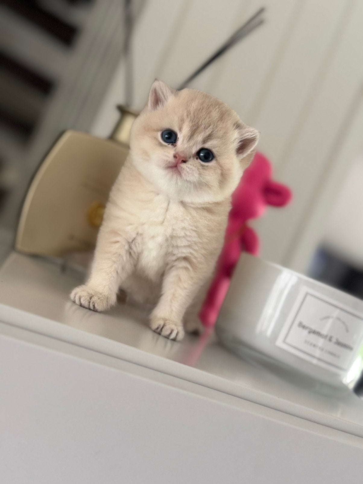 Lieve kitten te koop-poes, Dieren en Toebehoren, Katten en Kittens | Raskatten | Korthaar, Poes
