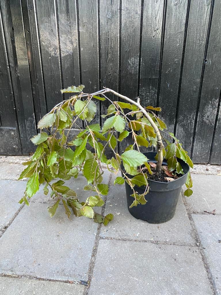 Rode treurbeuk in pot. Bonsai, Ophalen, Overige soorten, Volle zon