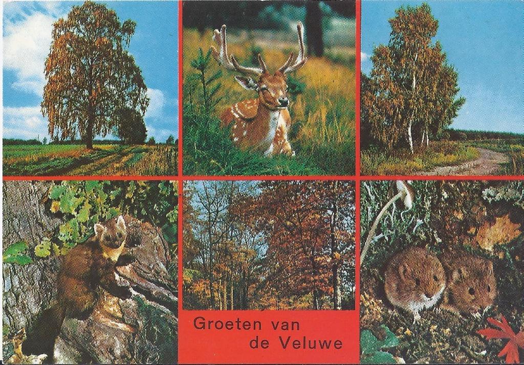 De Veluwe Gelopen Ansichtkaart ( 8800 ), Ophalen of Verzenden, 1980 tot heden, Gelopen, Gelderland