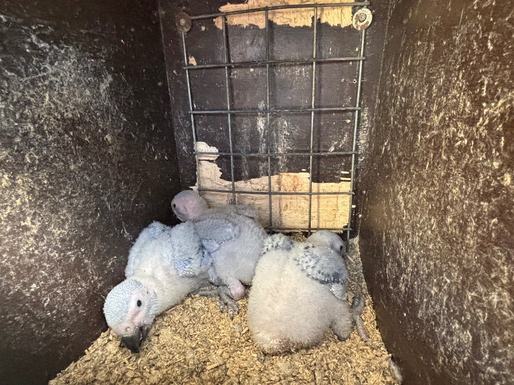 jonge grijze roodstaart, Vrouwelijk, Papegaai, Geringd