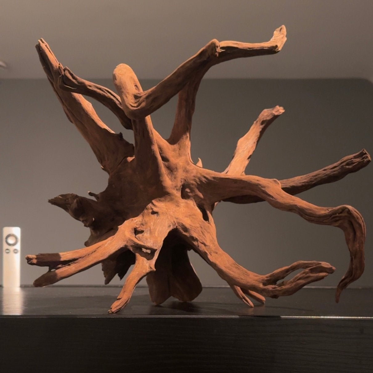 Uniek stuk Corboroot Kienhout / Spiderwood, Hout Decoratie, Ophalen of Verzenden, Zo goed als nieuw, Plant(en), Steen of Hout