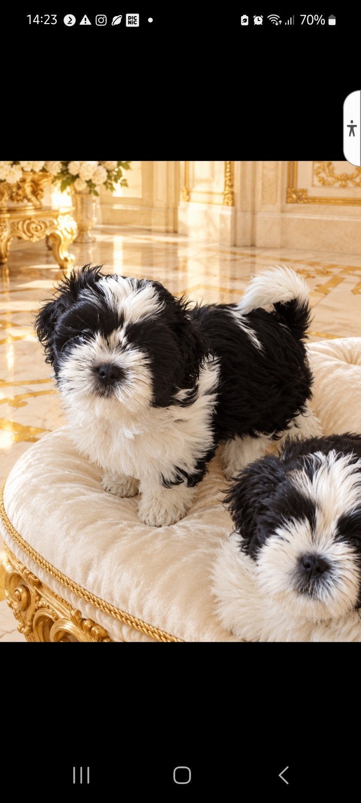 prachtige raszuivere shih tzu pup. 8weken oud., Dieren en Toebehoren, 8 tot 15 weken, CDV (hondenziekte), Eén hond, Nederland