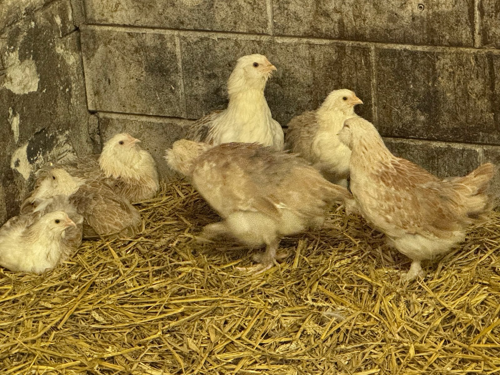 Faverolle Hennen 3 maand oud, Dieren en Toebehoren, Vrouwelijk, Kip
