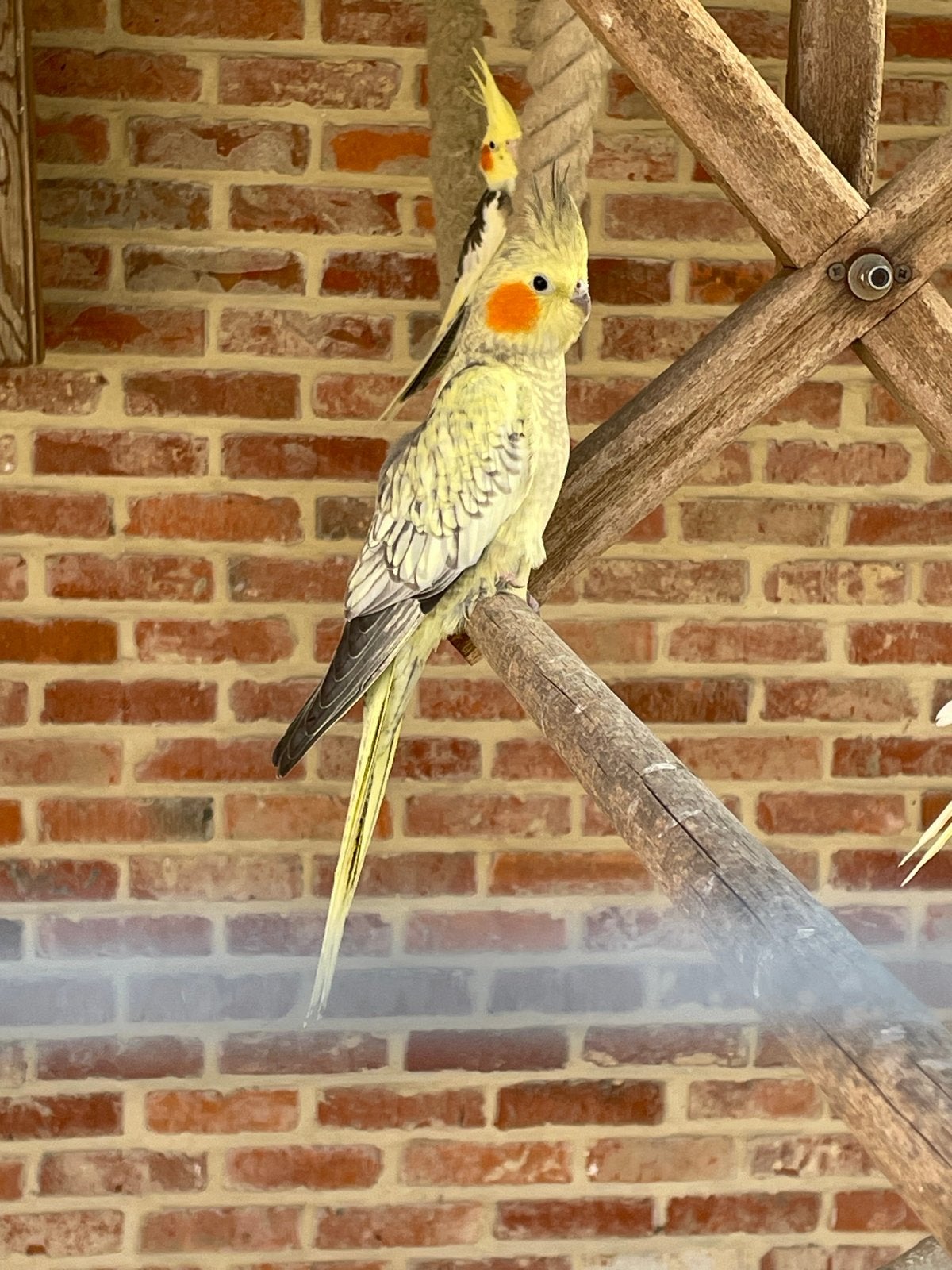 jonge opaline valkparkiet uit topbloedlijnen, Vrouwelijk, Parkiet, Geringd