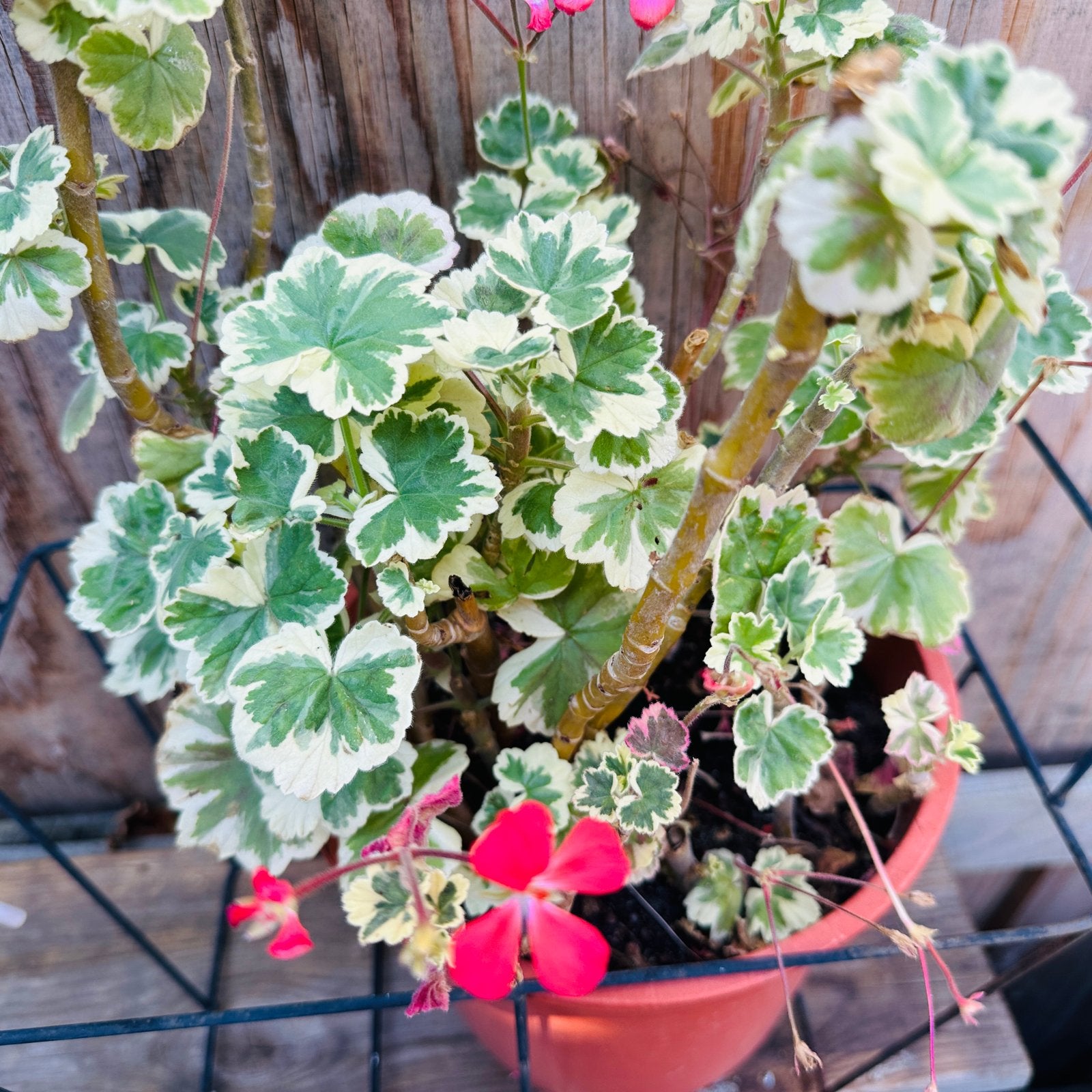 Prachtige Geranium met bonte bladeren, Vaste plant, Halfschaduw, Zomer, Ophalen