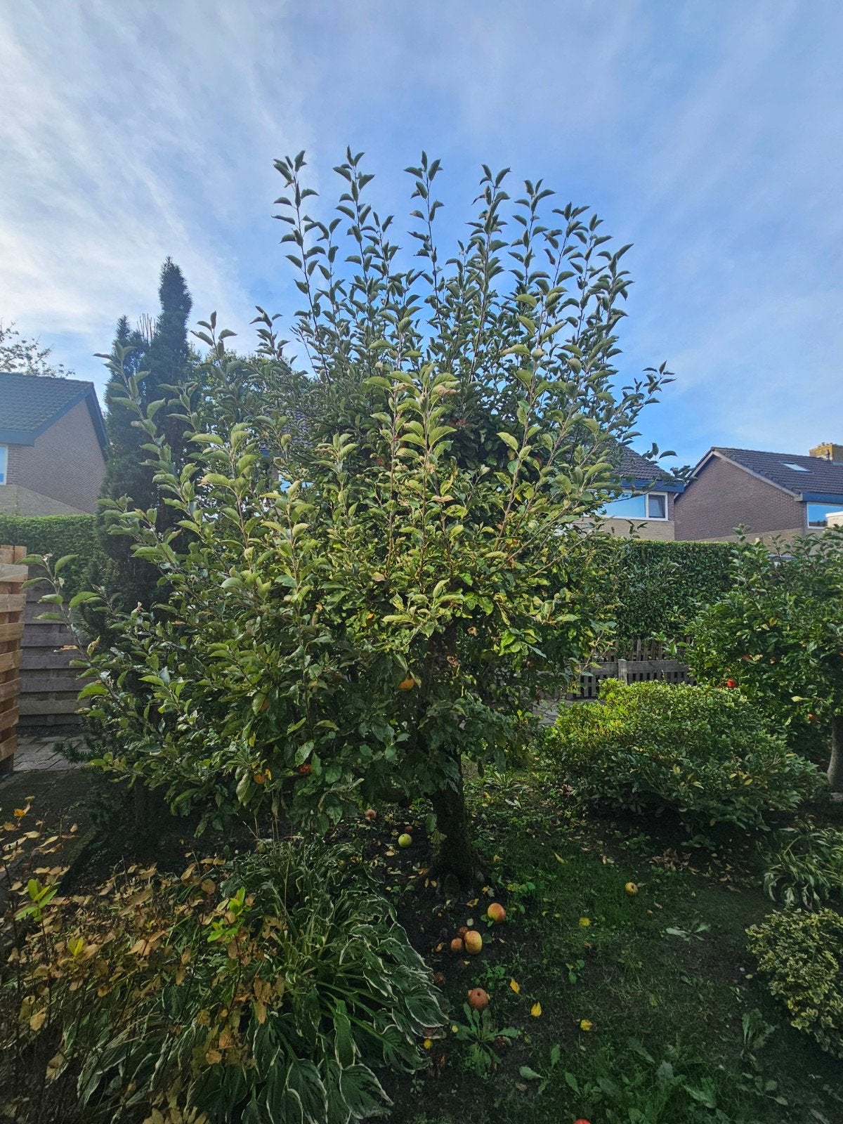 Appelboom - Prachtige fruitboom voor uw tuin, Tuin en Terras, Overige soorten, Lente, 250 tot 400 cm, Ophalen