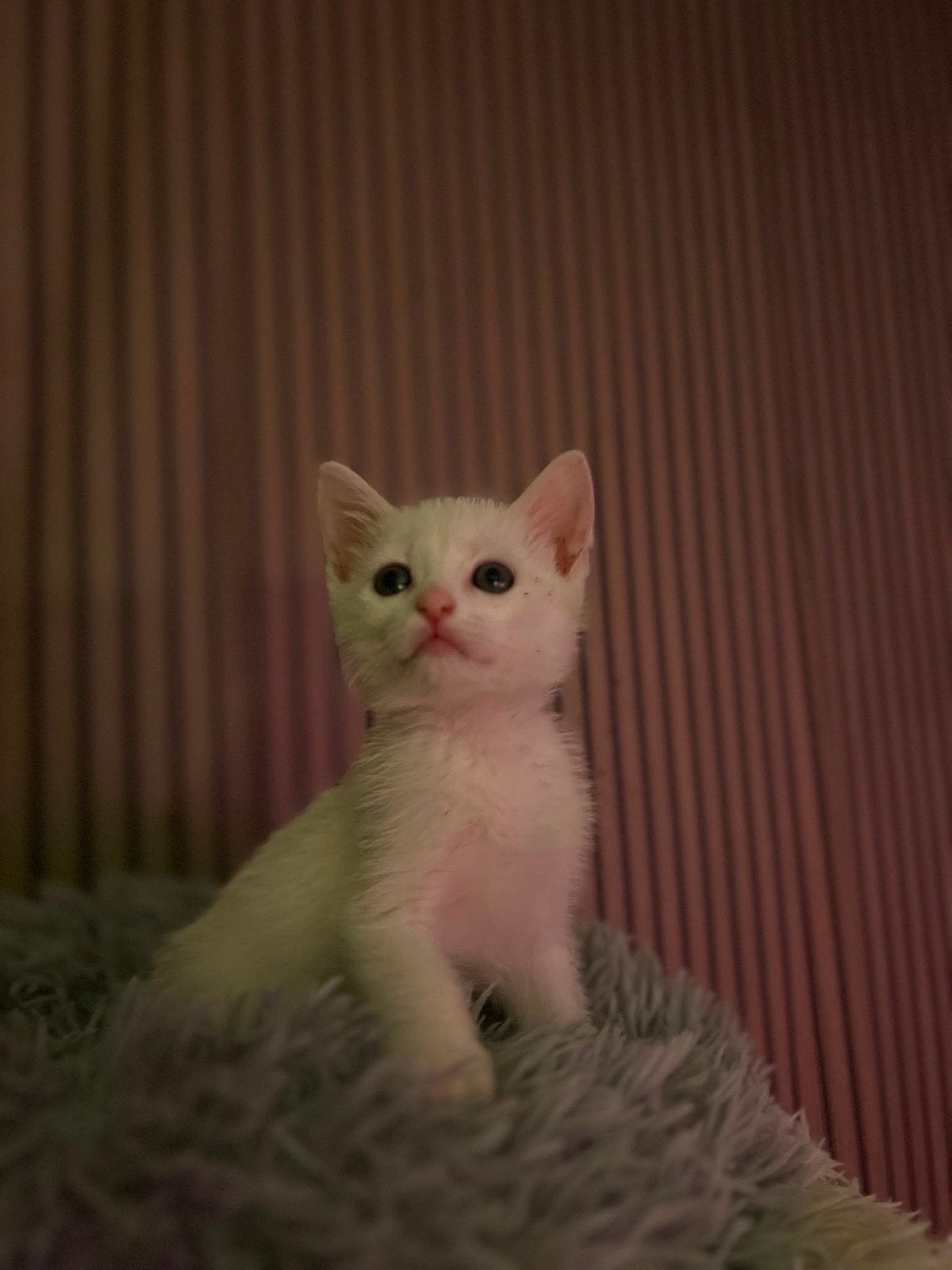 kitten 8 weekjes kruising turkse angora, Poes, Ontwormd