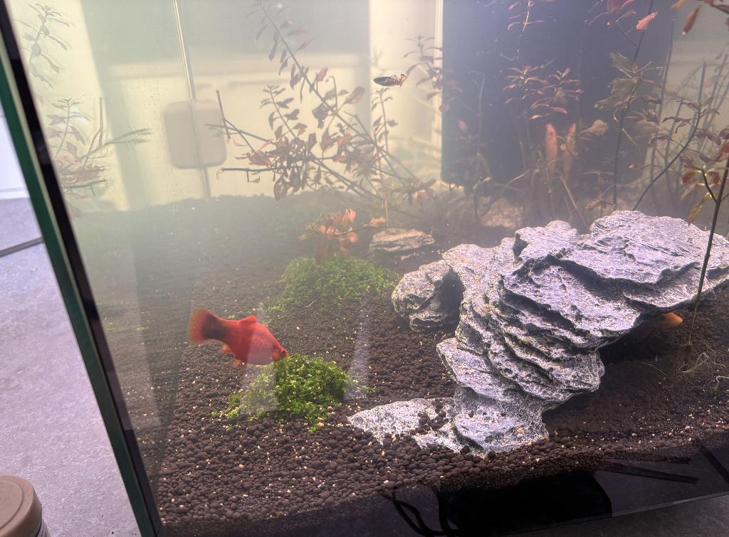 Aquarium bijna gratis, 55x35x35 met ledverlichting., Ophalen, Inclusief vissen, Superfish, Gevuld zoetwateraquarium