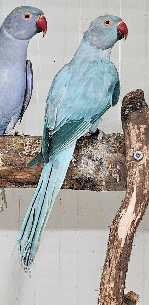 0-1 Blauw opaline halsbandparkiet, Dieren en Toebehoren, Vrouwelijk, Parkiet, Geringd