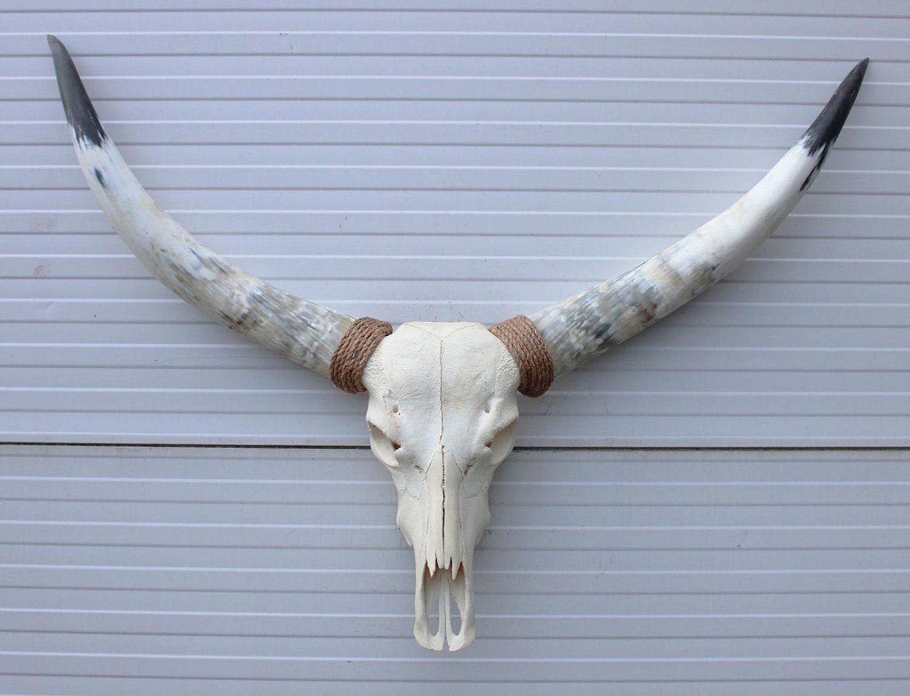 Imposante schedel TEXAS STYLE LONGHORN 120 cm - ref. H, Verzamelen, Dierenverzamelingen, Ophalen, Nieuw, Boerderijdier, Schedel