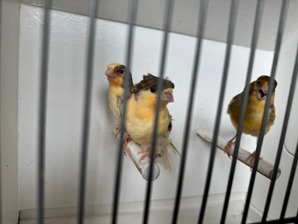 Kanariegeel, grijs, zwart, bruin mix, harlekijn, Meerdere dieren