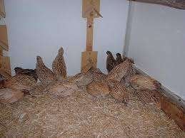 Kwartels te koop., Meerdere dieren, Kip