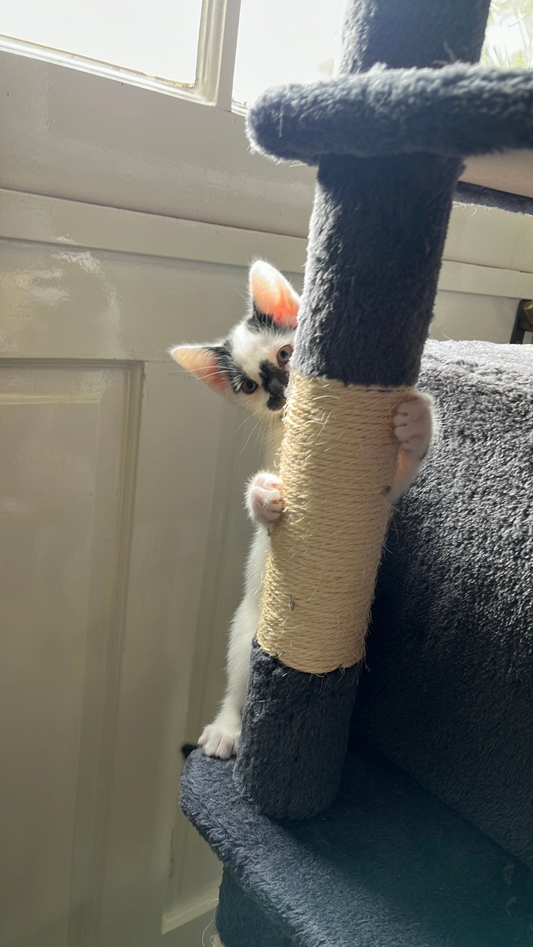 Jonge zacht aardige sociale kitten kruising, Poes, Kortharig, 0 tot 2 jaar