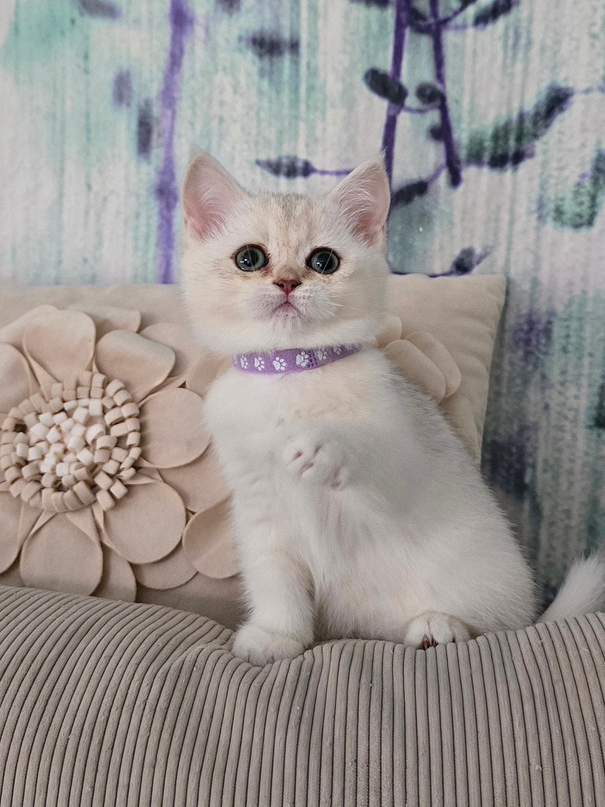 Brits Korthaar kitten poesje (14 wk) - gechipt & ingeënt, Poes, Gechipt, 0 tot 2 jaar
