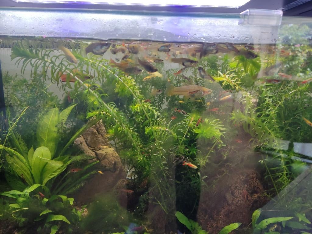 Endler guppies €0.10 p stuk guppen, Ophalen, Gevuld zoetwateraquarium