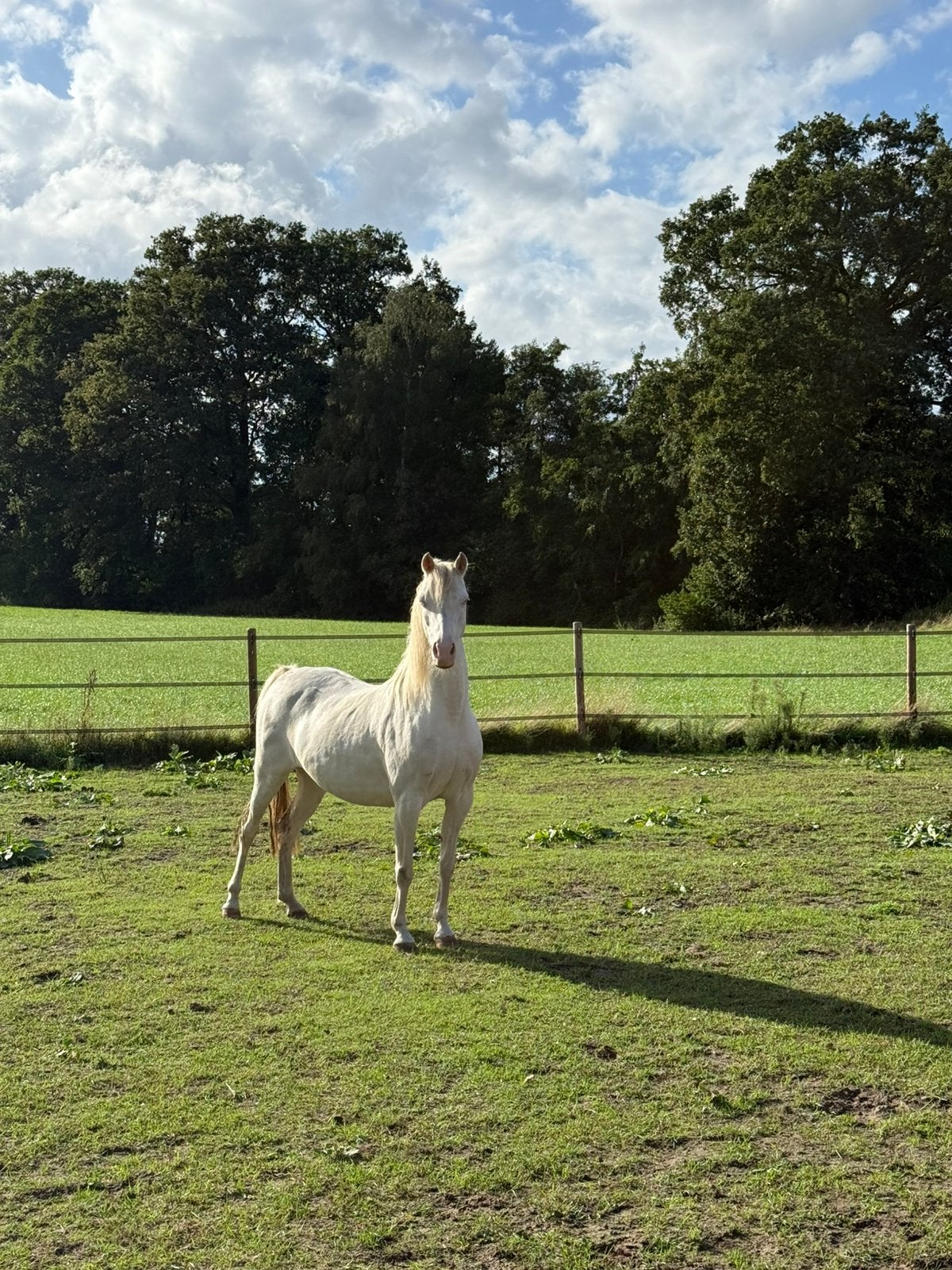Prachtige cremello welsh B vol papier te koop, Dieren en Toebehoren, Merrie, B pony (1.17m tot 1.27m), Met stamboom, 7 tot 10 jaar