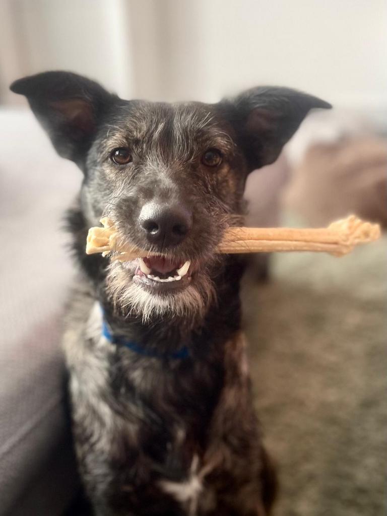 Baasje gezocht, Dieren en Toebehoren, Honden | Niet-rashonden, Particulier, 1 tot 2 jaar, Buitenland, Teef