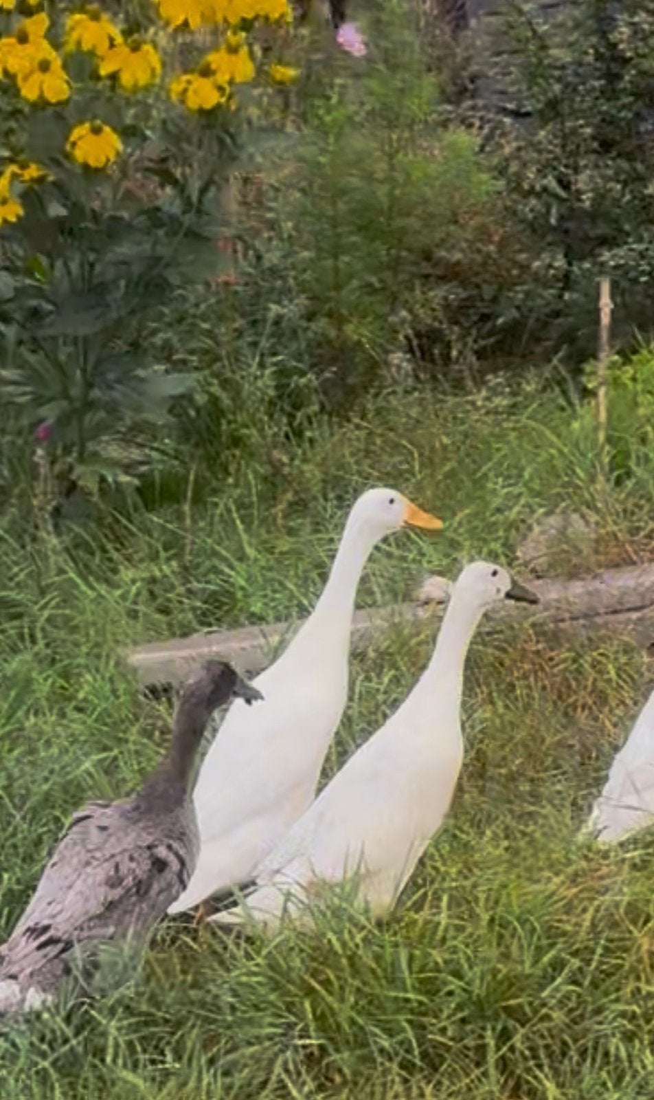 4 (loop)eenden 1 woerd + 3 vrouwen | biologisch gehouden, Dieren en Toebehoren, Meerdere dieren, Eend