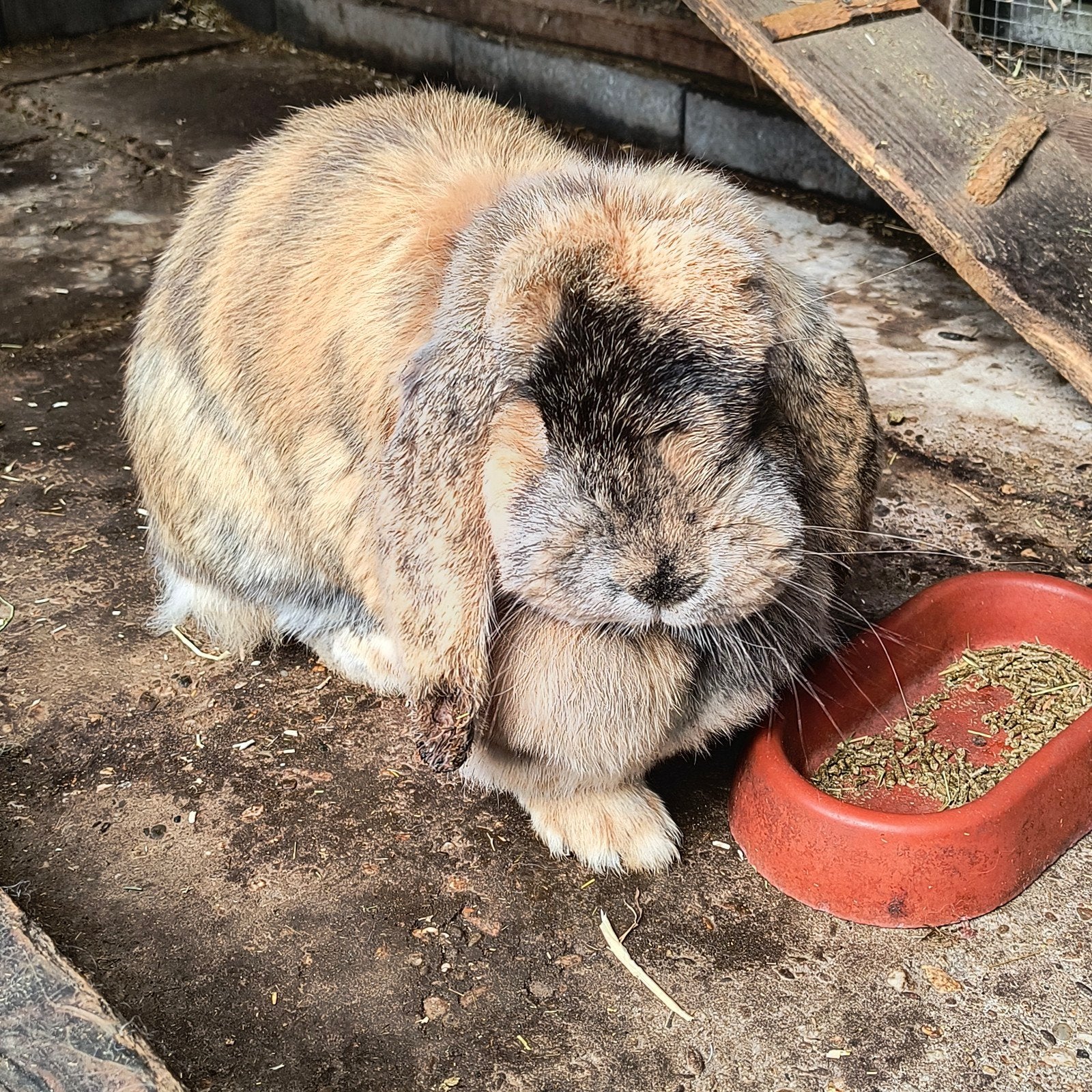 Liefdevol nieuw thuis gezocht voor 2 handtamme konijnen, Dieren en Toebehoren, Vrouwelijk, Groot, Hangoor, 3 tot 5 jaar