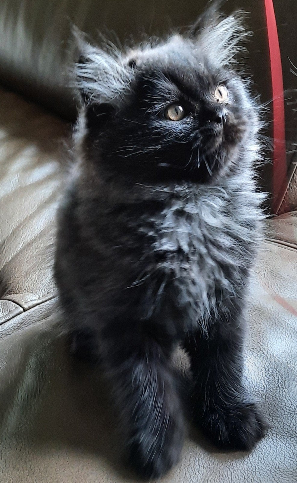 Te koop prachtige britse korthaar kittens!!, Dieren en Toebehoren, Katten en Kittens | Raskatten | Korthaar, Meerdere dieren, Ontwormd