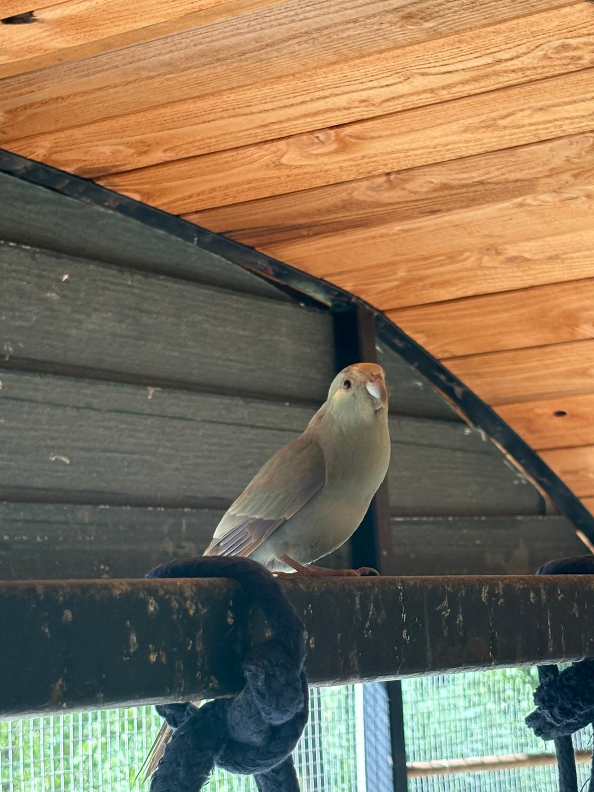 Kakariki, Dieren en Toebehoren, Meerdere dieren, Overige soorten