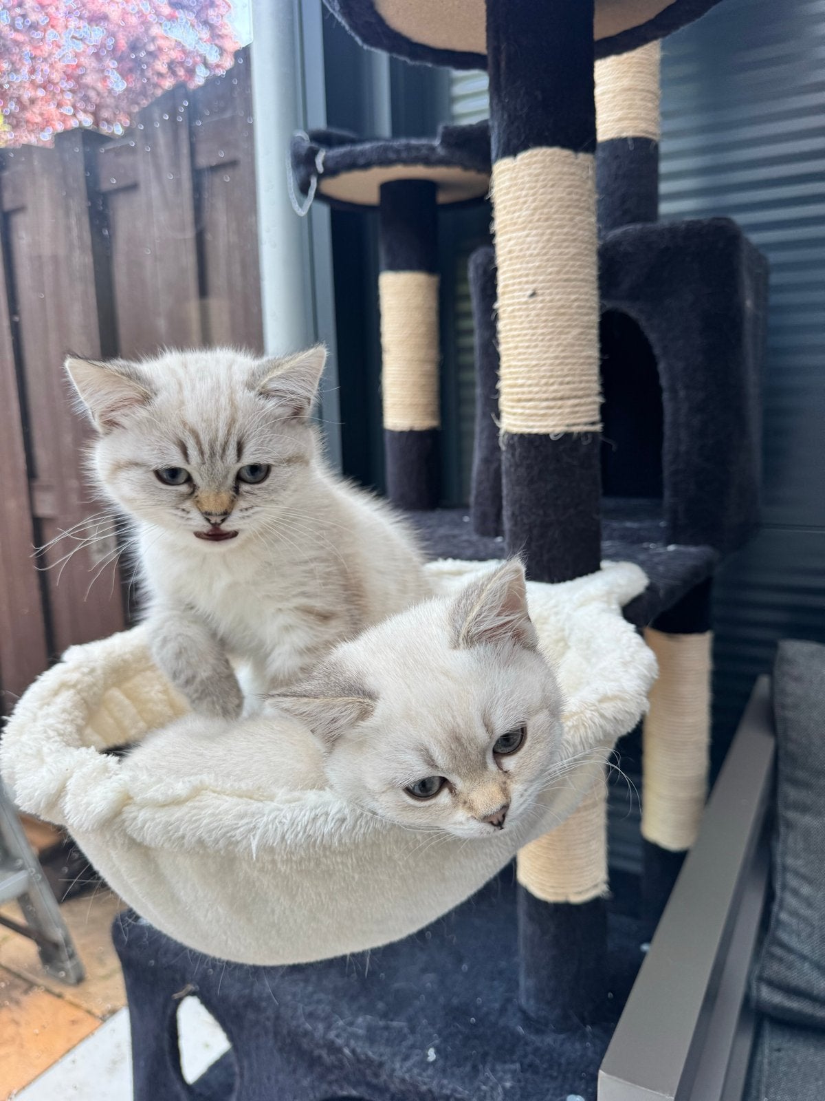 Exclusieve Britse Korthaar Blue Point kittens, Dieren en Toebehoren, Katten en Kittens | Overige Katten, Meerdere dieren