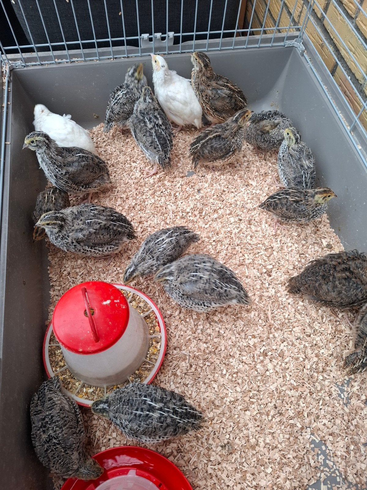 japanse kwartels, Dieren en Toebehoren, Meerdere dieren, Overige soorten
