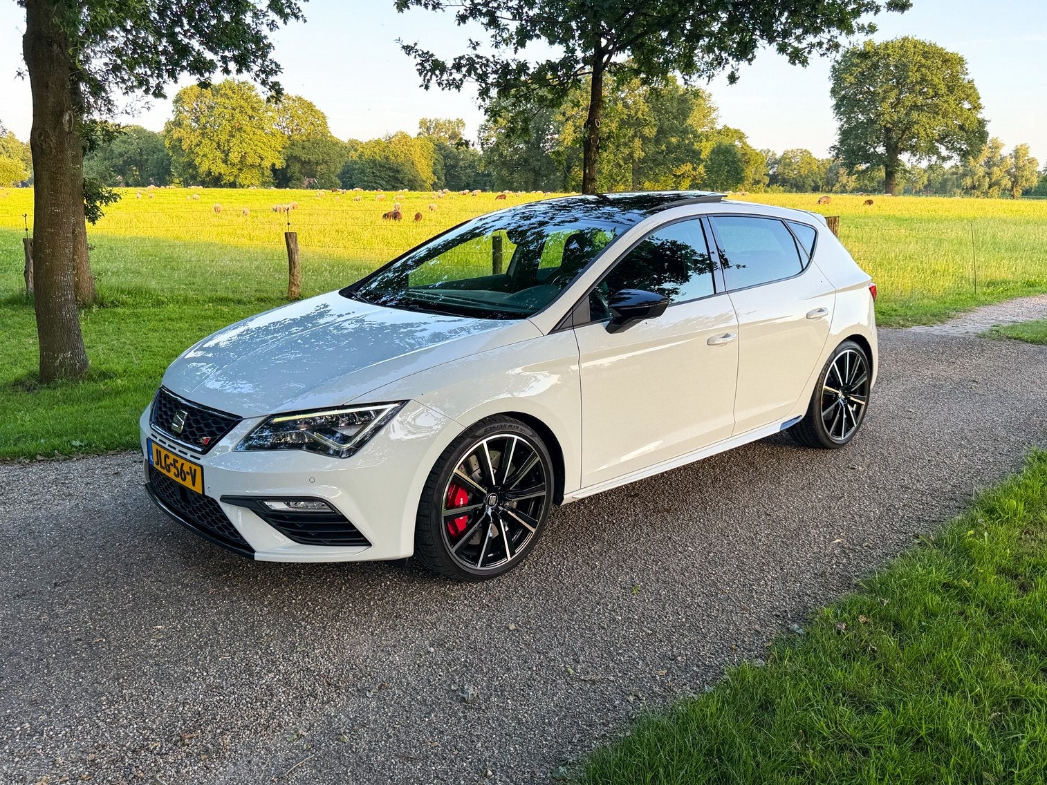 Seat Leon Cupra 300 2.0 TSI DSG Pano Kuipstoelen Brembo APK, Auto's, Seat, 15 km/l, 1321 kg, Zwart, 4 cilinders