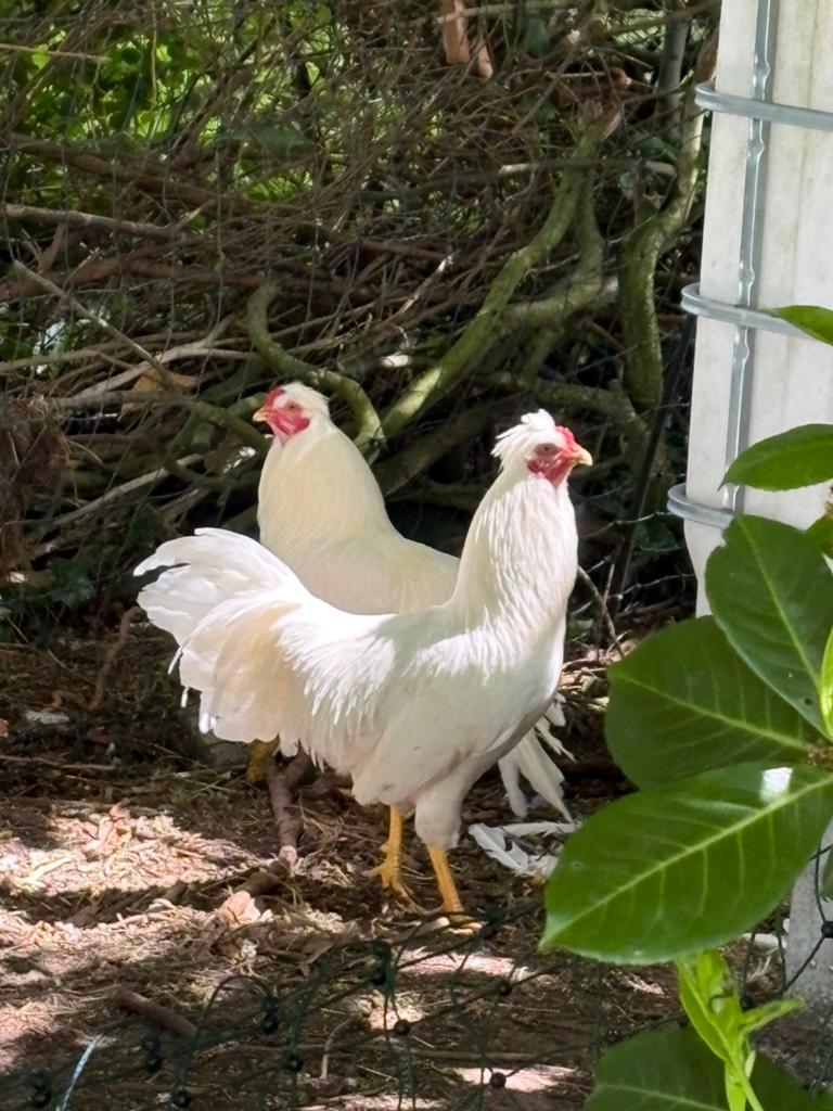 Schijndelaar Haan, Dieren en Toebehoren, Mannelijk, Kip