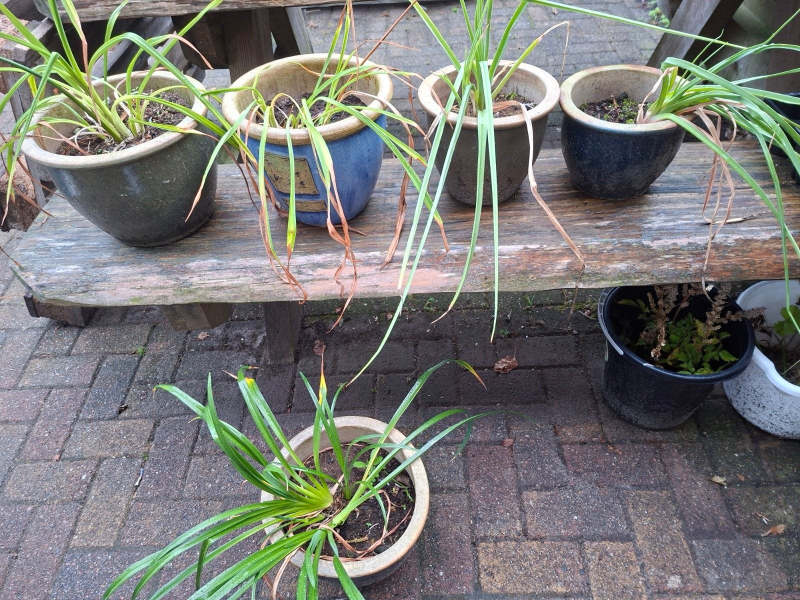 Lelies in potten 5 stuks, Ophalen