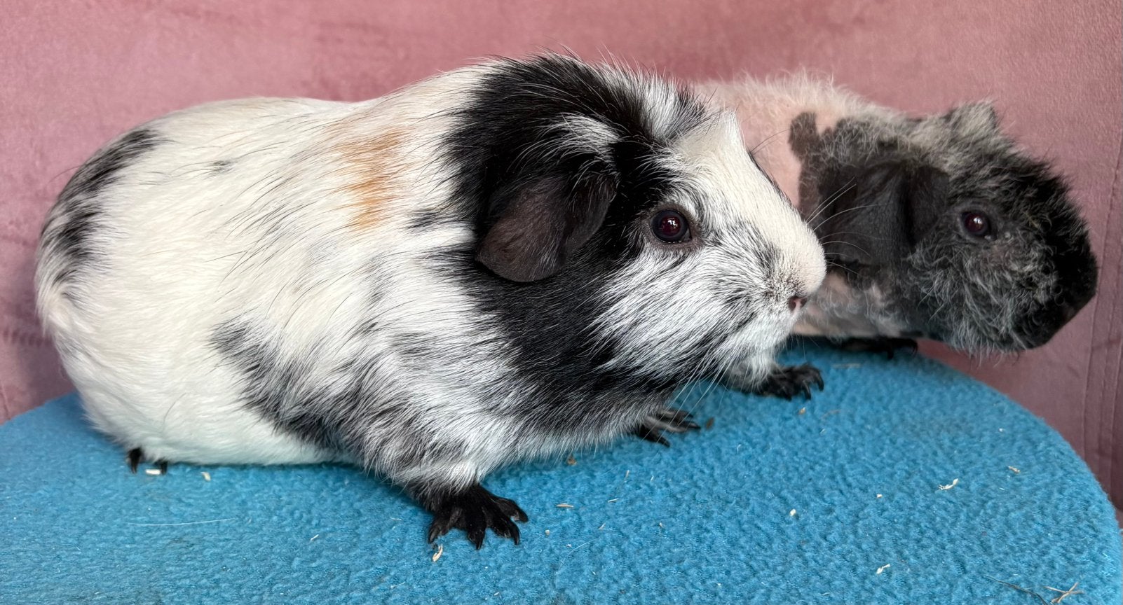 Skinny drager en skinny cavia dalmatier beertjes, Dieren en Toebehoren, Cavia, Mannelijk, Juli, Tam