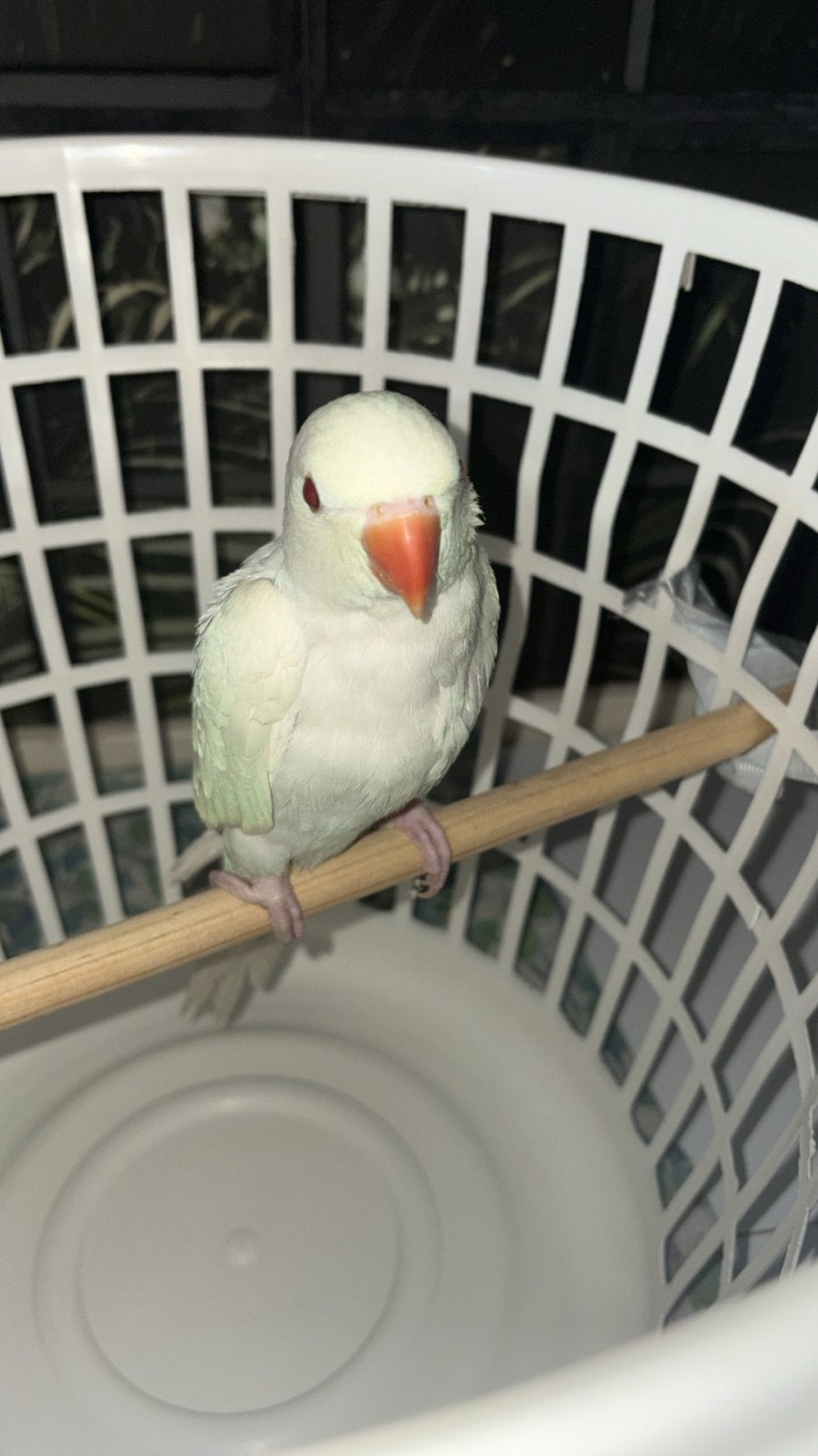 Mooie witte albino halsbandparkiet, Dieren en Toebehoren, Vogels | Parkieten en Papegaaien, Geslacht onbekend, Parkiet, Tam