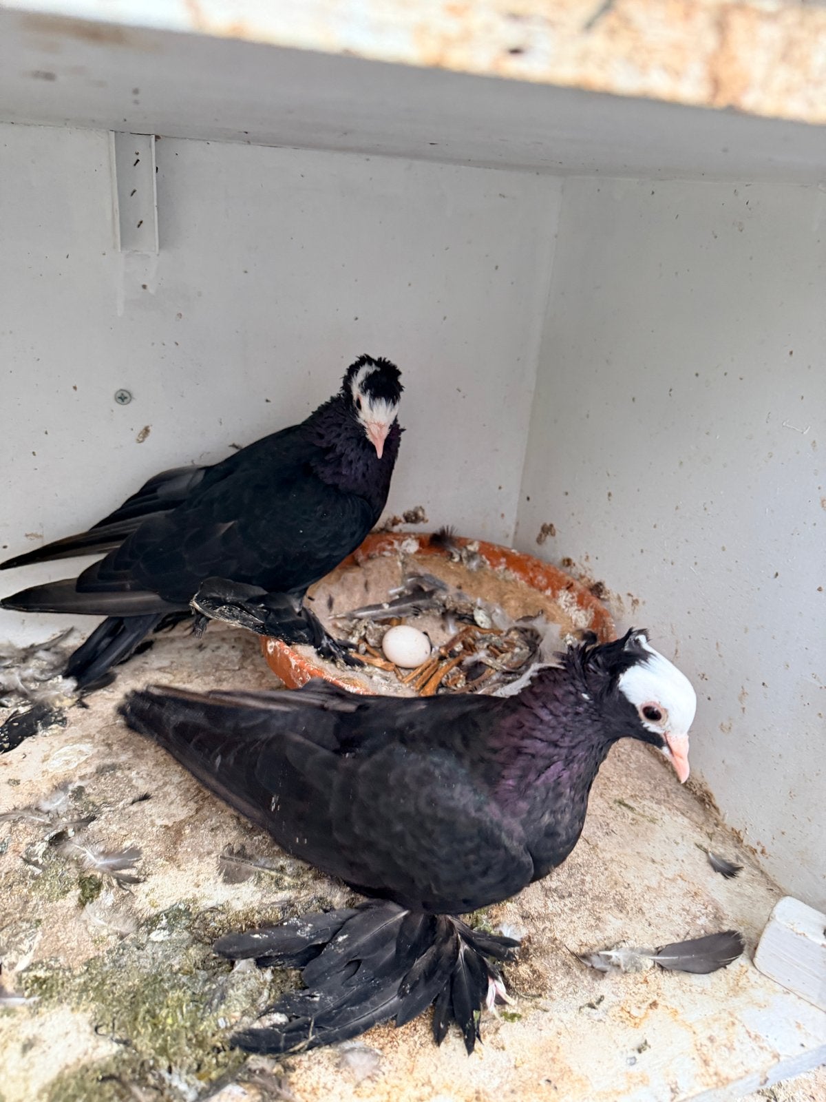 Mooi en gezond koppel duiven te koop., Dieren en Toebehoren, Vogels | Duiven