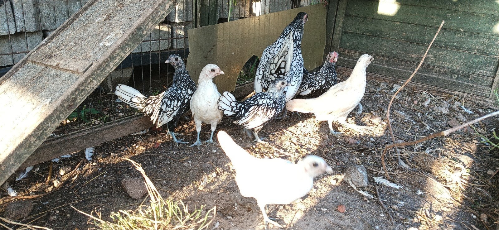 Sebright vuil wit, Dieren en Toebehoren, Pluimvee, Meerdere dieren, Kip